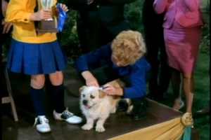 Puppy succeeds on his own merits, though, winning Best of Breed in the Schnauzer/Poodle/Pekinese/Chihuahua categories and the overall championship.