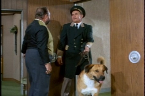 Yay--a Scotty sighting!